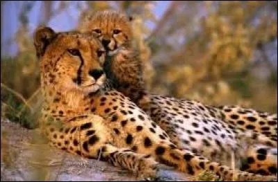 "G" comme "guépard". Parmi ces affirmations, trouver celle étant fausse au sujet de ce félin :