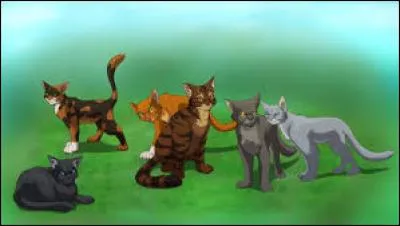 Un chat domestique arrive dans ton clan et souhaite s'intégrer, que fais-tu ?