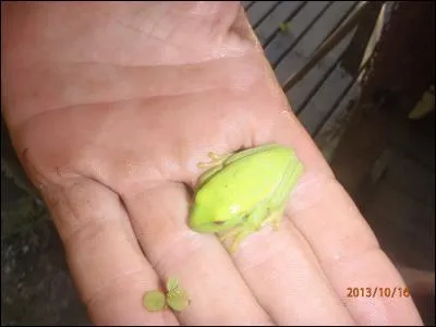 Sur cette photo, on peut voir une grenouille !