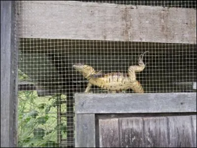 Quel animal reconnaissez-vous sur la photo ?