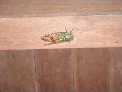 En Amazonie, elle ne se contente pas de chanter tout l'été, elle chante toute l'année !