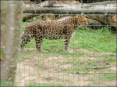 Agrandissez la photo. Vu de profil, je suis plus facile à identifier, qui suis-je ?