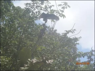 Tout comme dans d'autres régions du monde, je nettoie les carcasses en Amérique latine, qui suis-je ?