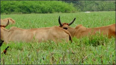 Amateur de marécages, ce bovin y passe ses journées !