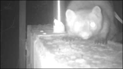 Je vis chez la plupart d'entre vous, mais vous ne vous en rendez pas compte !