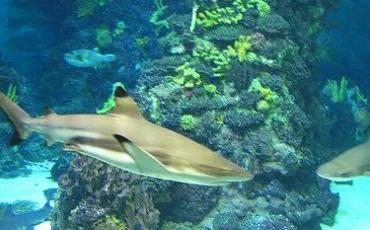 Quiz Requins