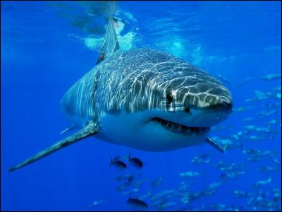 Pour commencer, le requin le plus facile à trouver et le plus craint est le :