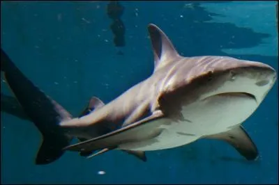 Voici un requin assez dangereux. Je vous présente le...