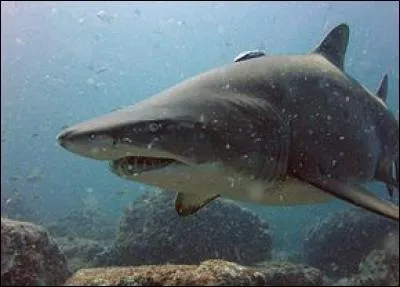 Ce requin peut paraître impressionnant mais il n'est pas vraiment dangereux. Le requin...