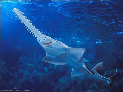 Celui-ci aussi est reconnaissable à sa forme. Voici...