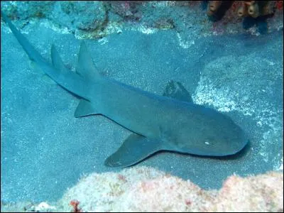 Ce requin est vraiment inoffensif. Comment s'appelle-t-il ?
