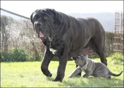 Film tiré du roman éponyme écrit par Pascal Quignard, qui retrace la vie du compositeur français du XVIIe siècle, Marin Marais, et ses relations avec un autre compositeur contemporain, Monsieur de Sainte-Colombe.