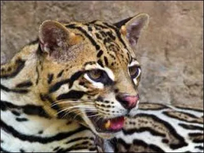 Quel est ce chat plutôt original ?