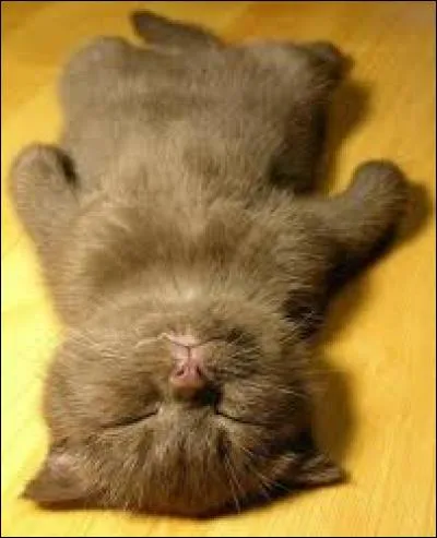 Êtes-vous plus chats ou chiens ?