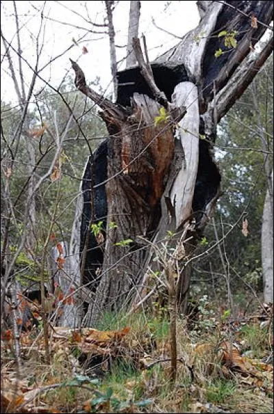 La maladie de l'encre est une maladie très grave du...