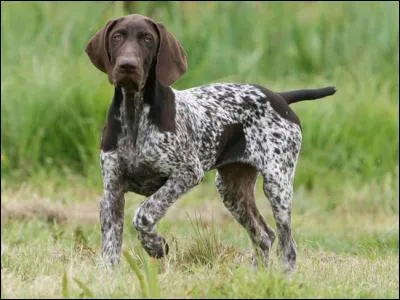Mon chien est braque de Weimar ! Je l'adore !