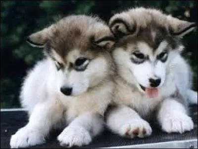 Je trouve que les huskys sont vraiment magnifiques. qu'en pensez-vous ?