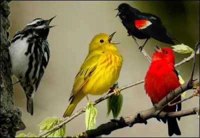 Le jour se lève, les oiseaux chantent.