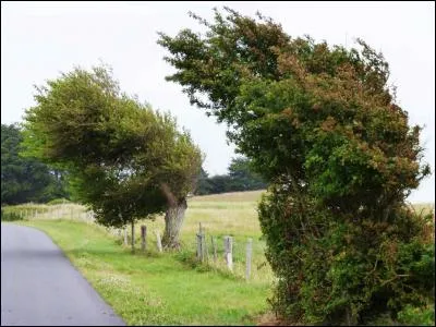 Le vent courbait les arbres.