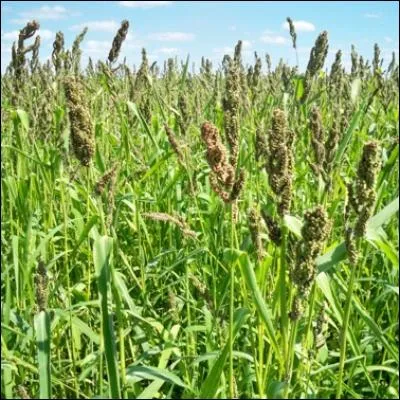 À côté de ces maisons, il y a des champs de millet.