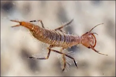 Le dytique est un insecte aquatique ressemblant un peu à un hanneton. Sa larve (photo) est redoutablement vorace, et si vous la rencontrez, elle va... ?