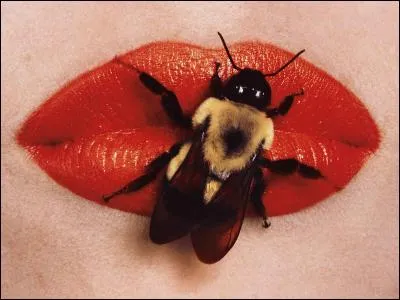 L'abeille, aussi dénommée mouche à miel, est également un insecte piqueur, mais qui ne peut piquer qu'une fois, car elle y perd la vie. Le bourdon, autre espèce d'abeille, peut-il piquer lui aussi ?