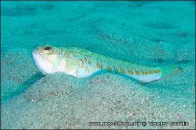 La vive est un poisson de mer qu'on trouve sur nos côtes, et dont il faut se méfier absolument, car elle se cache (avec son dard) sous le sable. Que se passe-t-il quand ce poisson est mort ?