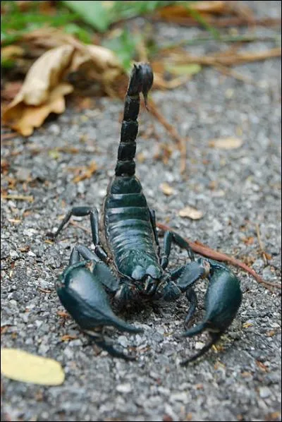 Le scorpion a un physique fait pour éloigner tout le monde : une queue avec un dard impressionnant, une belle paire de pinces à l'avant... Bien sûr, il pique. Il est une région du monde où il est le plus dangereux, laquelle ?