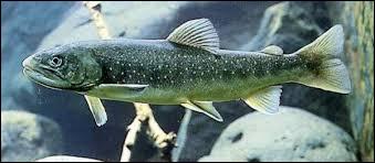 C'est un de nos plus beaux salmonidés, le "Salvelinus alpinus". Il se trouve notamment dans les lacs d'altitude.