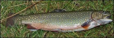 Ce poisson de haute montagne, le "Salvelinus fontinalis", est jaunâtre ou vert pâle.