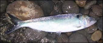 Ce poisson, nommé "Alosa alosa", se trouve notamment dans les bassins de la Garonne ou de la Dordogne.