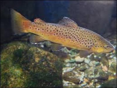 Ce poisson porte le nom scientifique "Salmo trutta fario". Il vit dans les lacs, rivières, étangs ou torrents d'altitude.