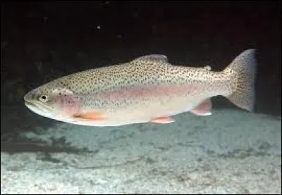 Il porte le nom scientifique "Oncorhynchus mykiss" et serait en réalité un saumon.