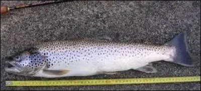 Ce poisson, nommé "Salmo trutta trutta", vit notamment la nuit.
