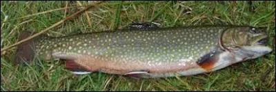 Ce poisson de haute montagne, le "Salvelinus fontinalis", est jaunâtre ou vert pâle.