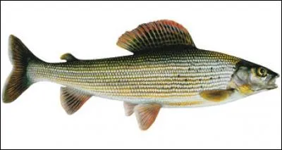 Ce thymallidé a longtemps été considéré comme un salmonidé. Son nom est "Thymallus thymallus".