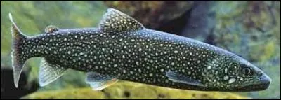 L'omble du Canada, également nommé "Salvinus namaycush" est sans doute l'omble le plus vorace.