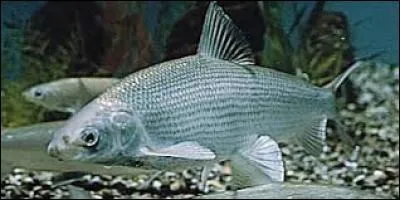 Le "Coregonus lavaretus" habite notamment dans les lacs alpins et en Scandinavie.