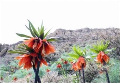 Que sont ces fleurs majestueuses, véritables couronnes impériales que l'on découvre en Iran ?