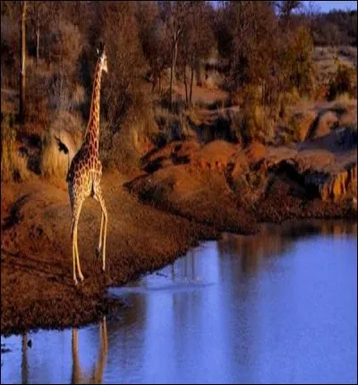 Du haut de sa splendeur, campée sur ces fines jambes, elle contemple les environs. Surveille-t-elle l'éventuel prédateur avant de se pencher pour boire ou bien rêve-t-elle à d'autres horizons ?