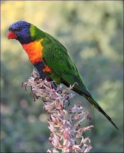 Quel est nom de cet oiseau ?