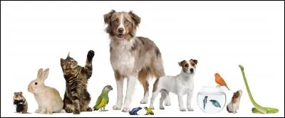 Ton animal serait...