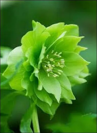 Qu'est-ce que la « fronde » ?