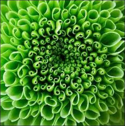 Qu'est donc une plante « halophile » ?