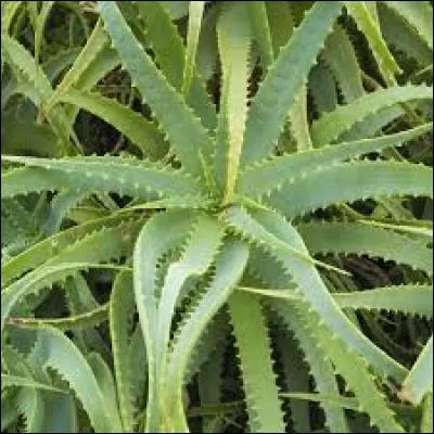 Le mot « hémérochore » se dit d'une plante ?