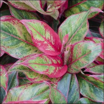 Le mot « hispide » signifie ?