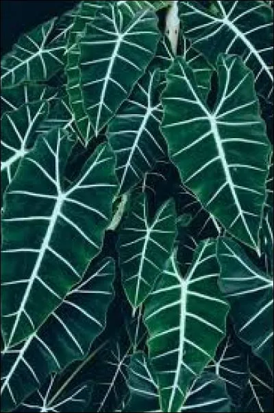 Et pour finir le presqu'imprononçable « infundibuliforme » qui veut dire ?