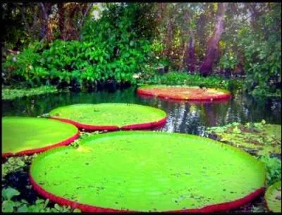 Le mot « hypogé » signifie ?