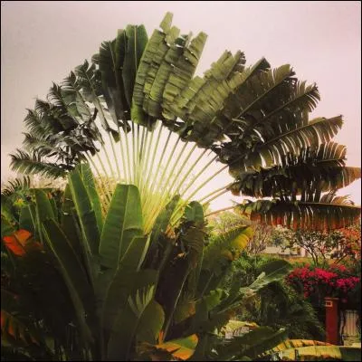 Le mot « campanulé », si joli, signifie ?