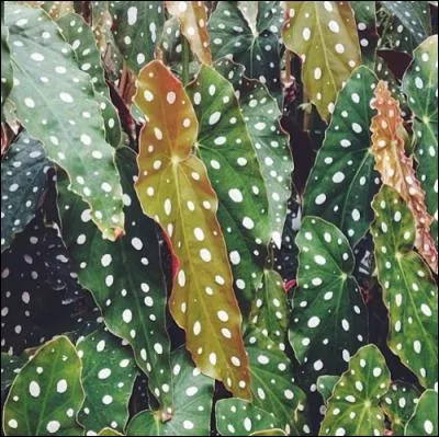 Quel est le sens du mot « cespiteux » qui n'a pas l'air de bonne augure ?